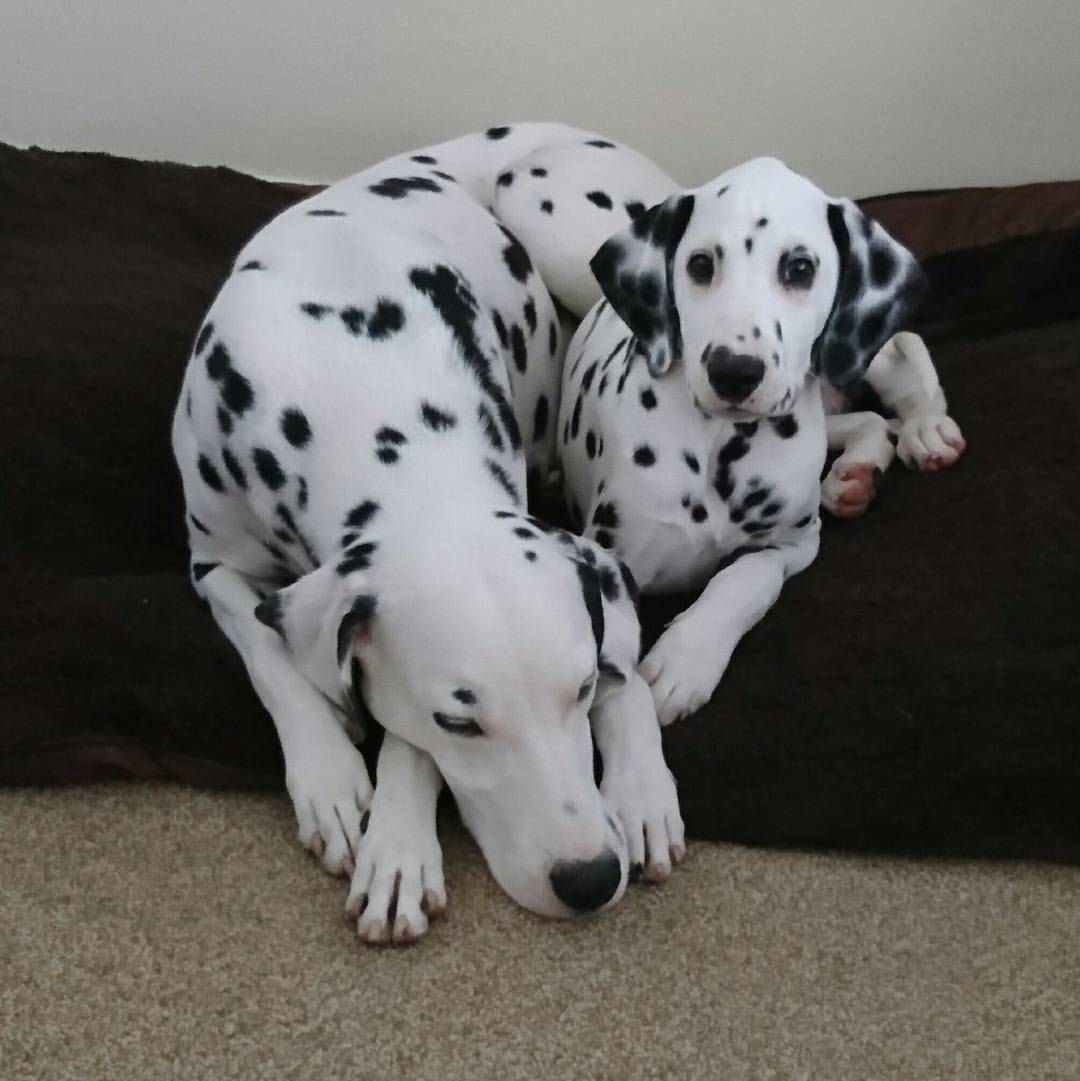 Доберман и далматинец