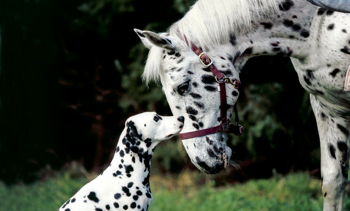 Собака Доберман злой