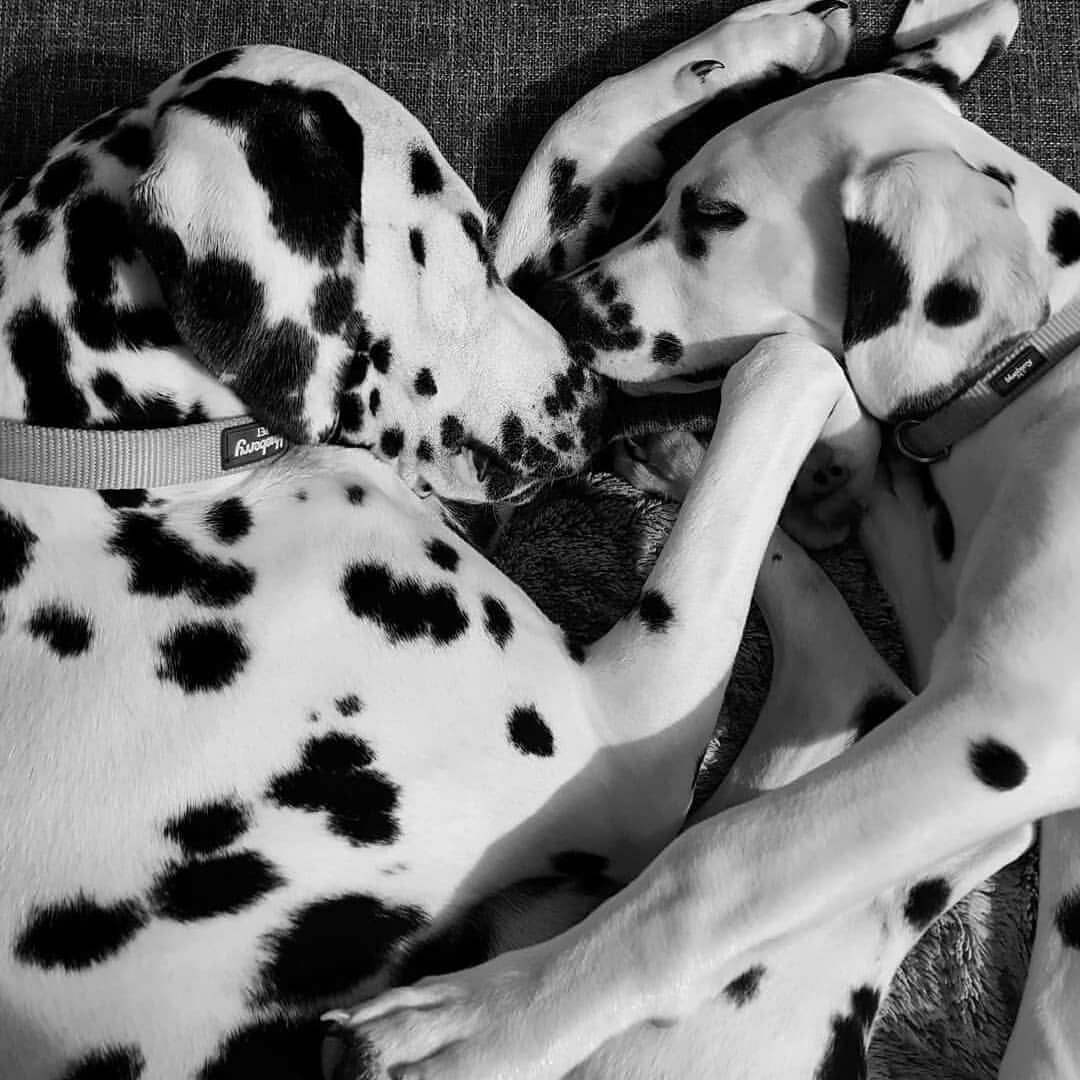 Далматинец Пинтерест