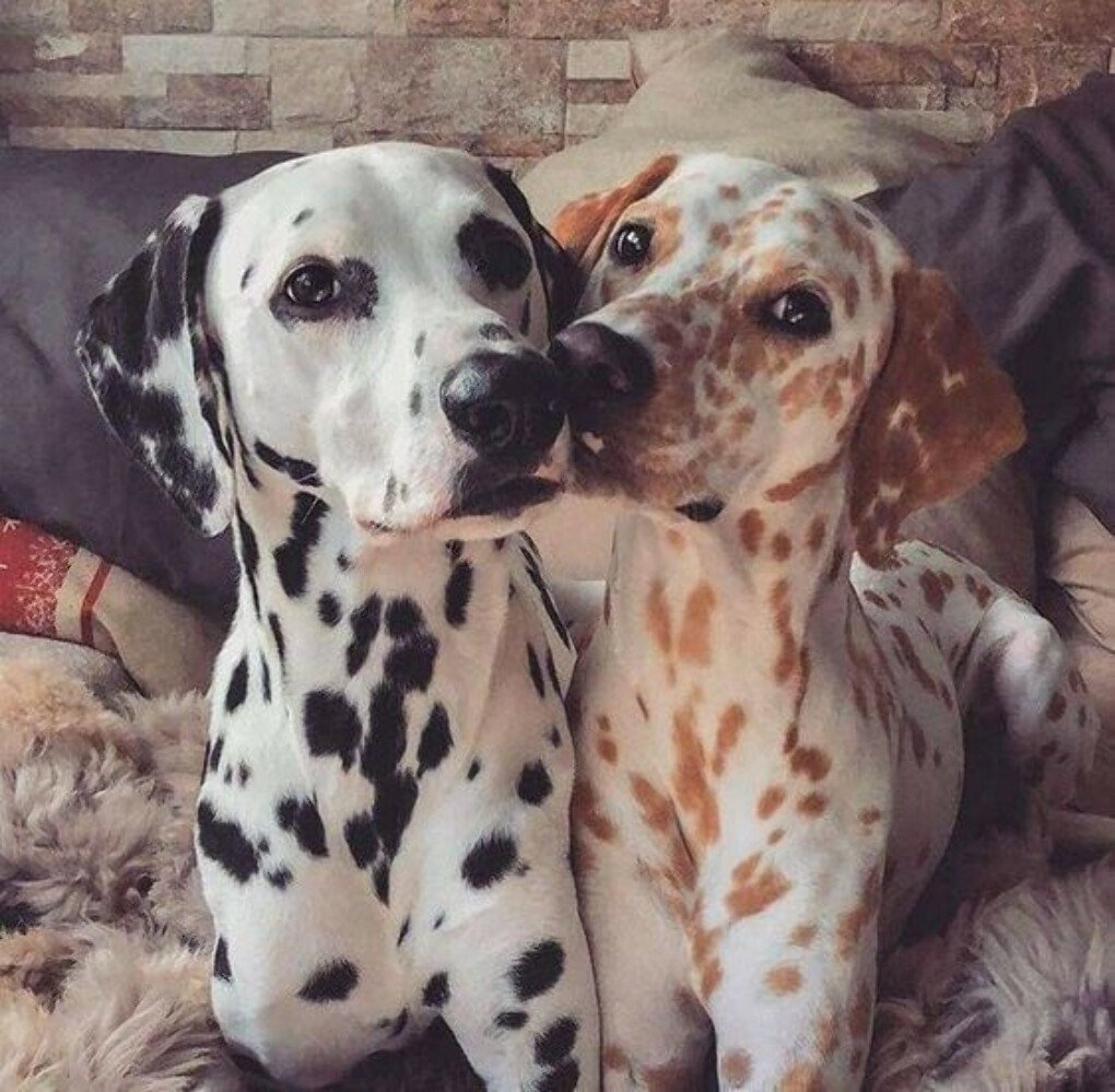 Доберман ротвейлер и далматинец