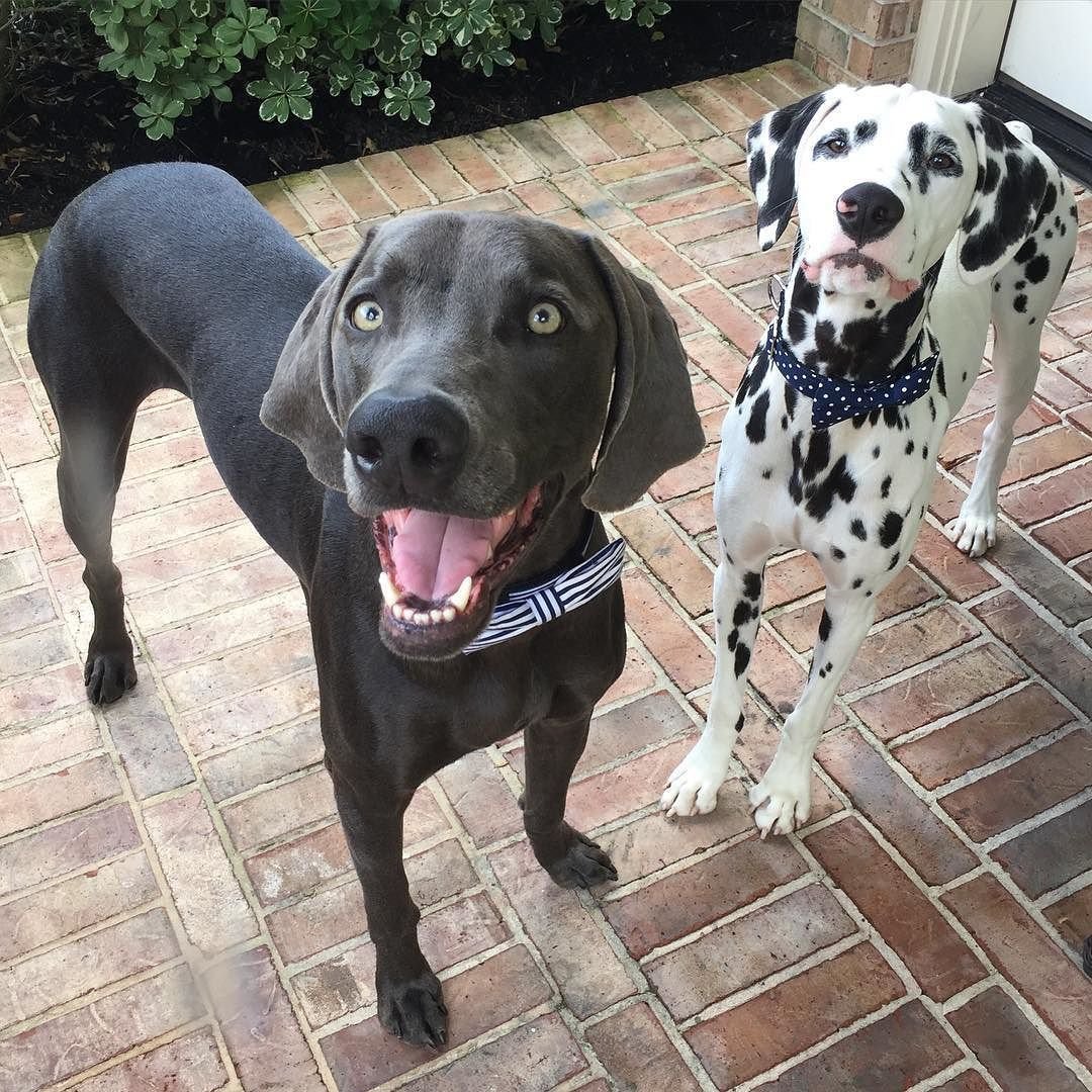 Доберман окрас далматинца