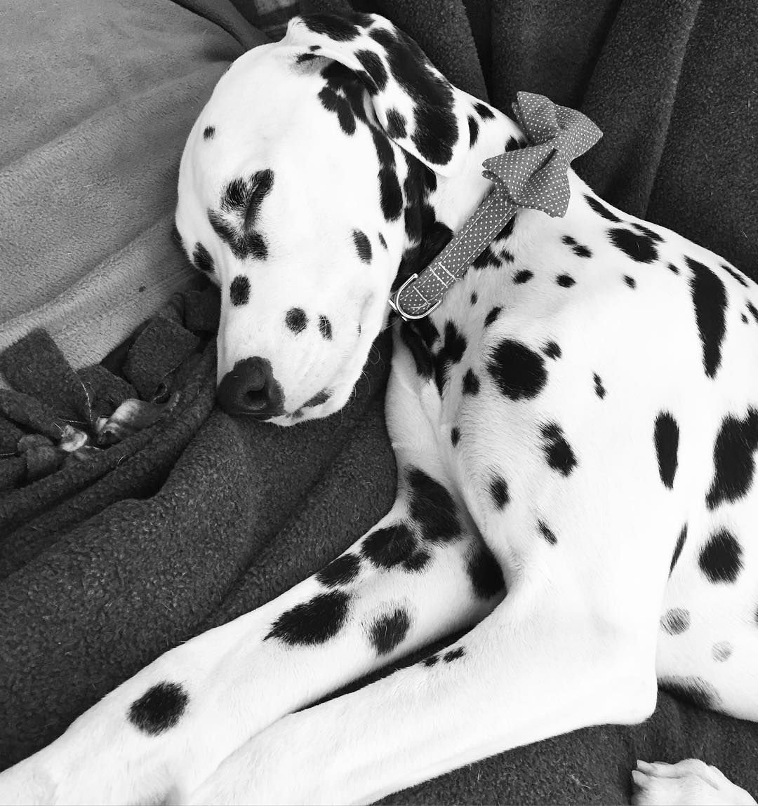 Далматин Эстетика