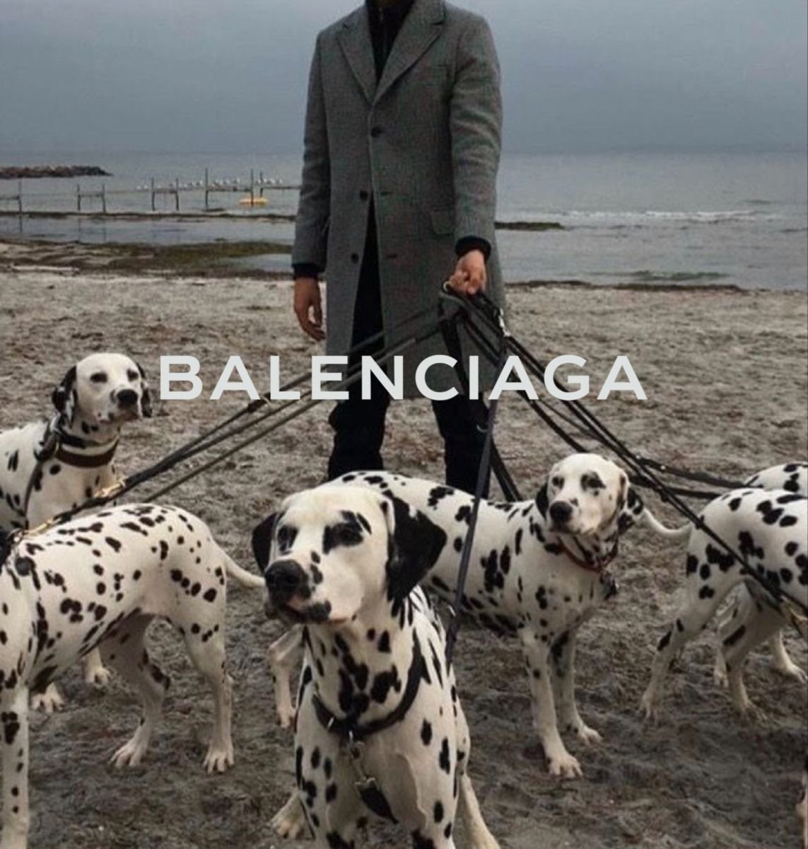 Далматин каретная собака