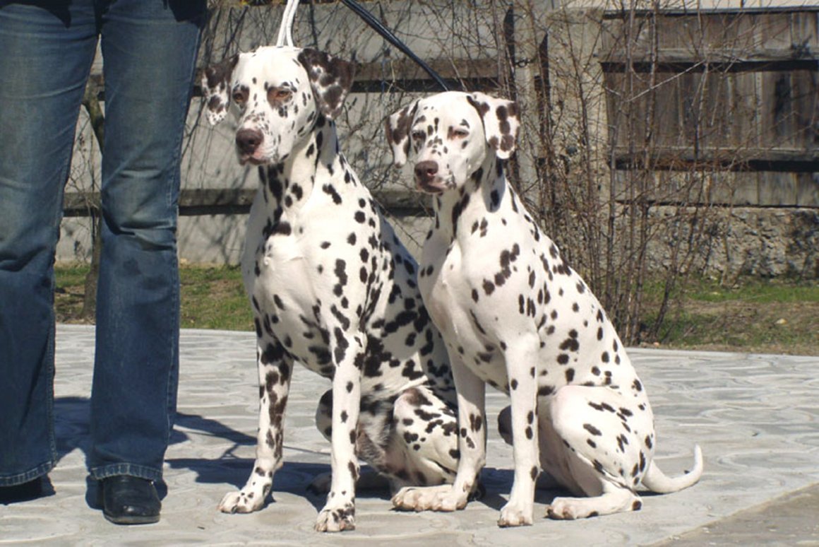 Кроличья такса пятнистая