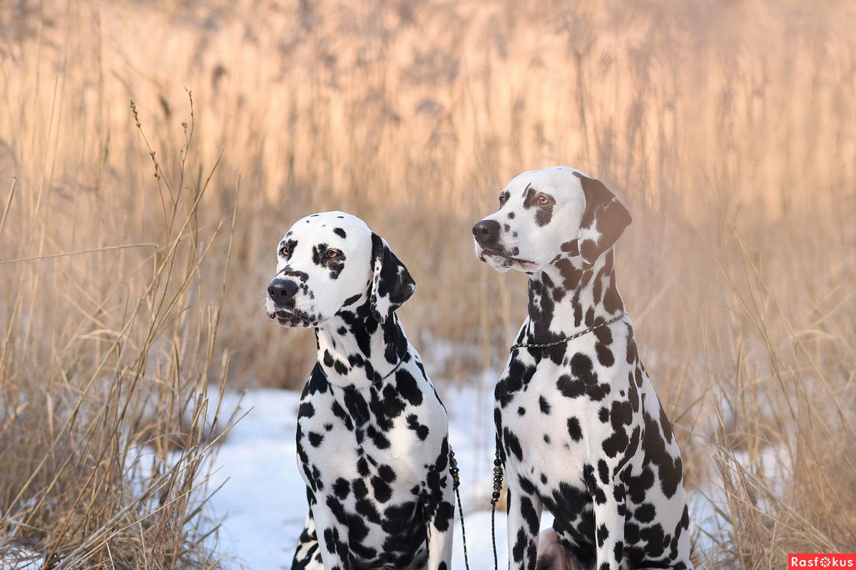 Далматин Эстетика