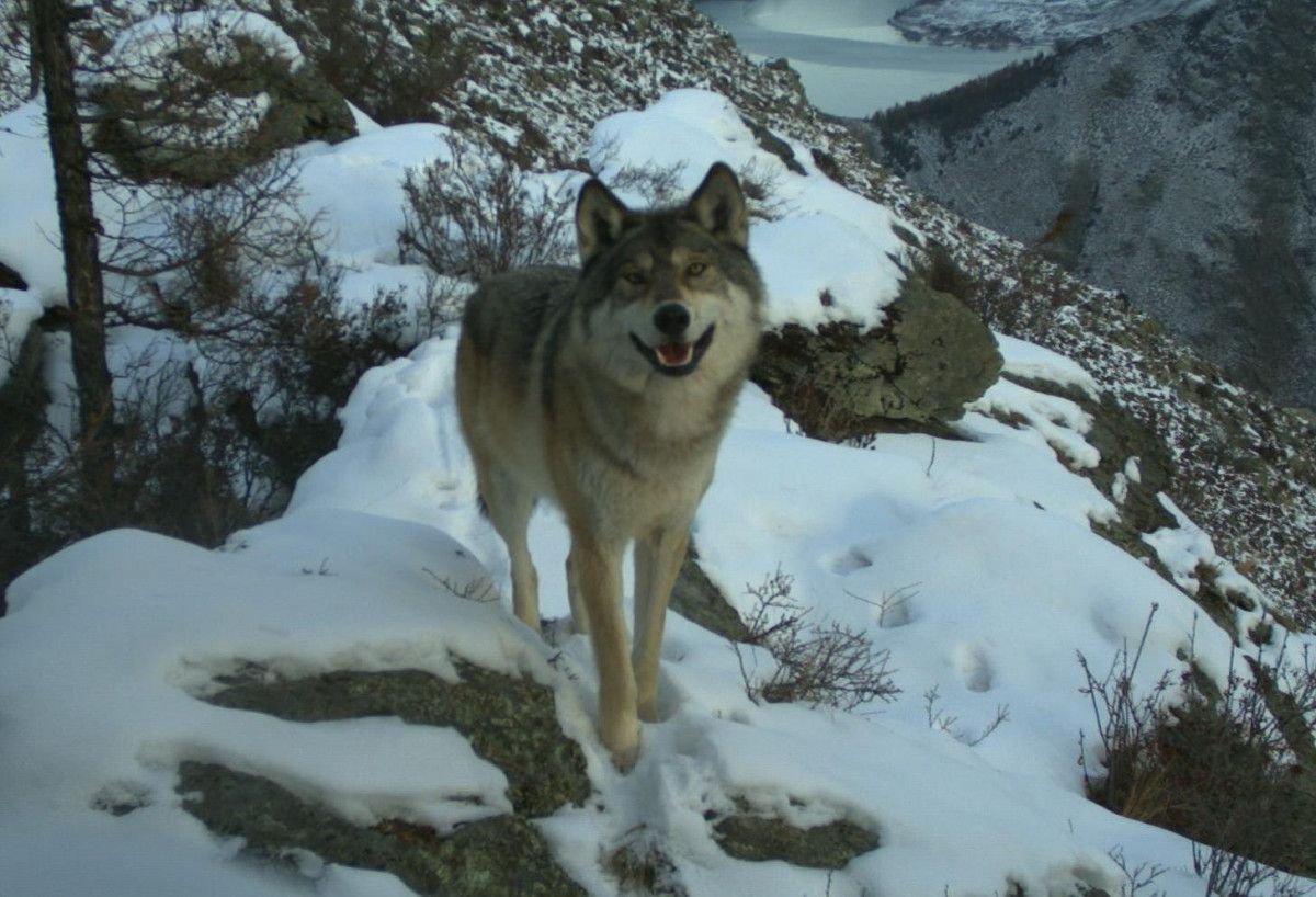 Волк в Саяно-Шушенском заповеднике