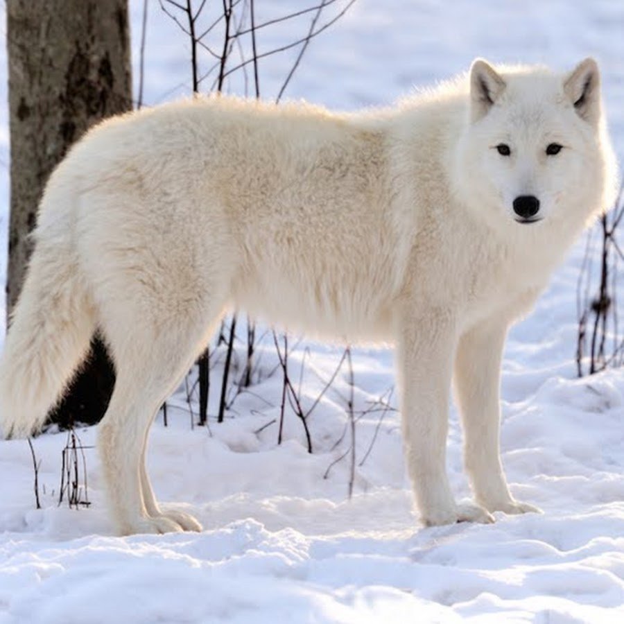 Собаки для инстаграмма