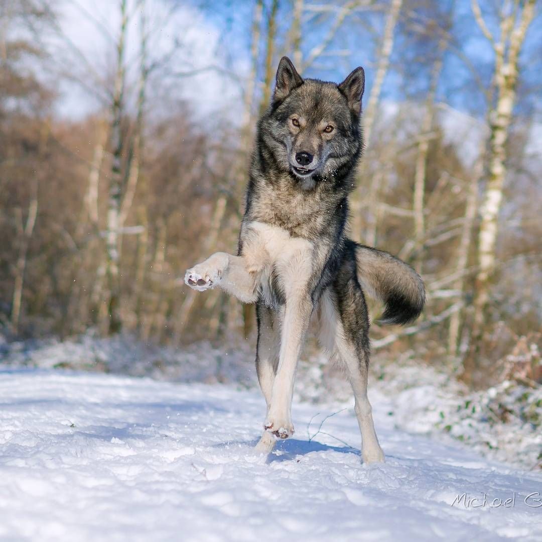Фото волк ниндзя