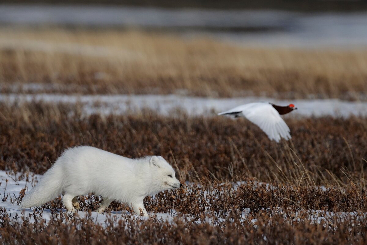 Таймырский заповедник песец