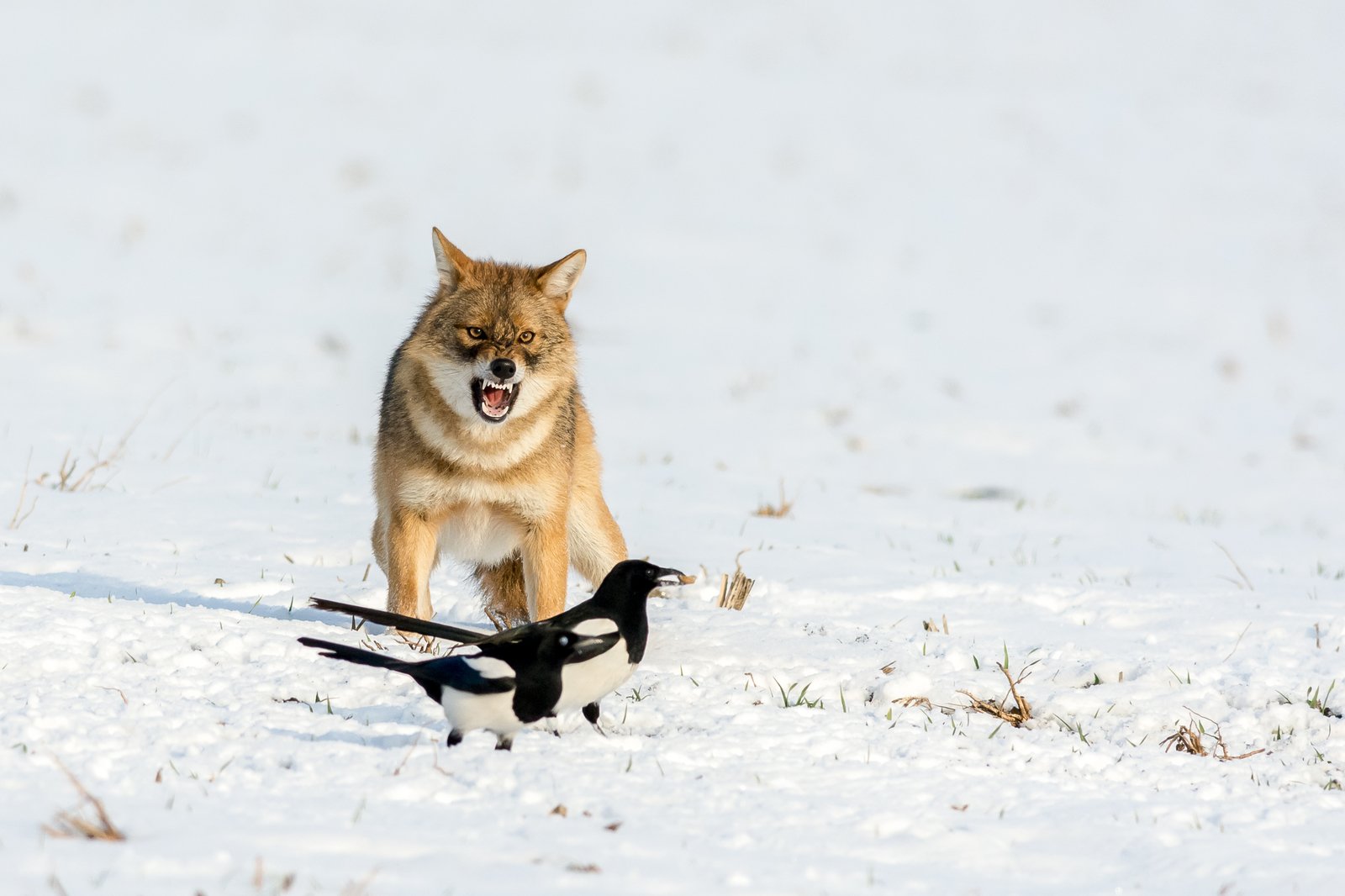 Охота на лису волка. Зимний Шакал. Шакал фото. Шакал зимой.
