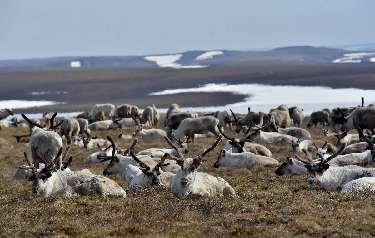 Северный олень Таймыр