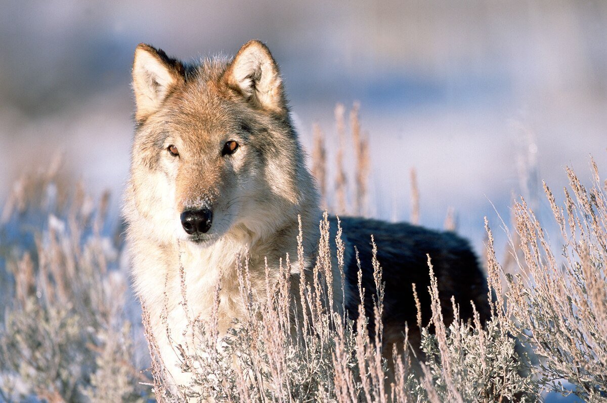 Таймырский волк