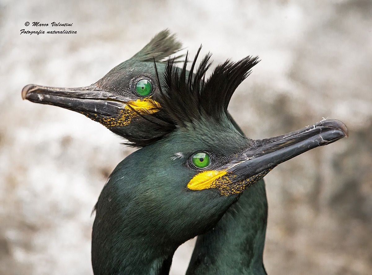 Чайка Баклан Альбатрос