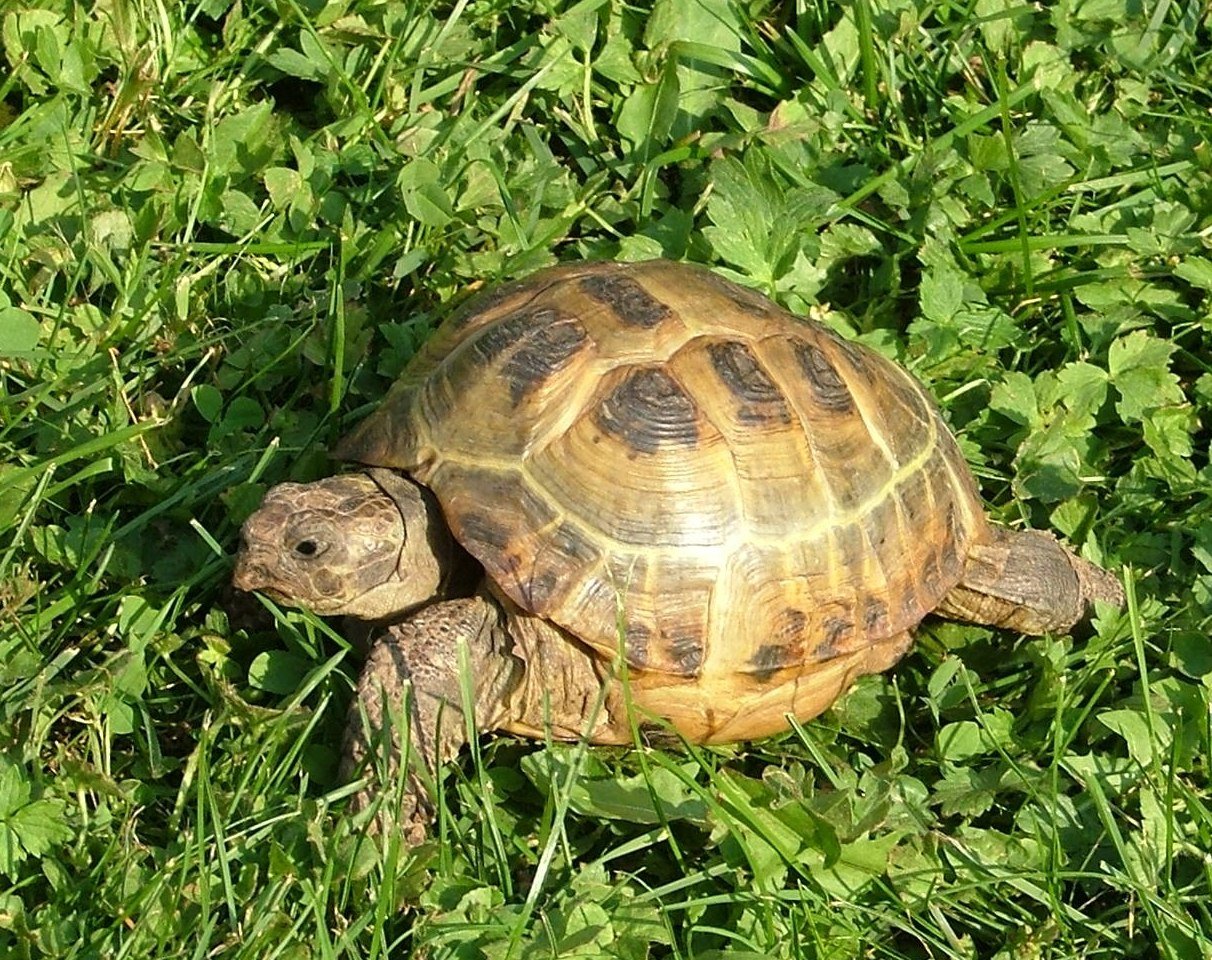 Сух черепаха. Среднеазиатская сухопутная черепаха. Среднеазиатская Степная черепаха. Черепаха Хорсфилда. Среднеазиатская черепаха панцирь.