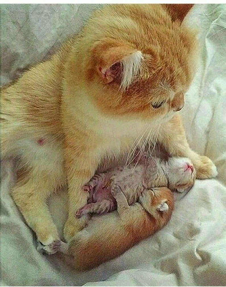 Рыжий новорожденный котенок