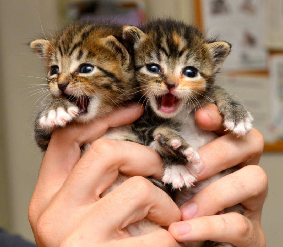 Милые Новорожденные котята