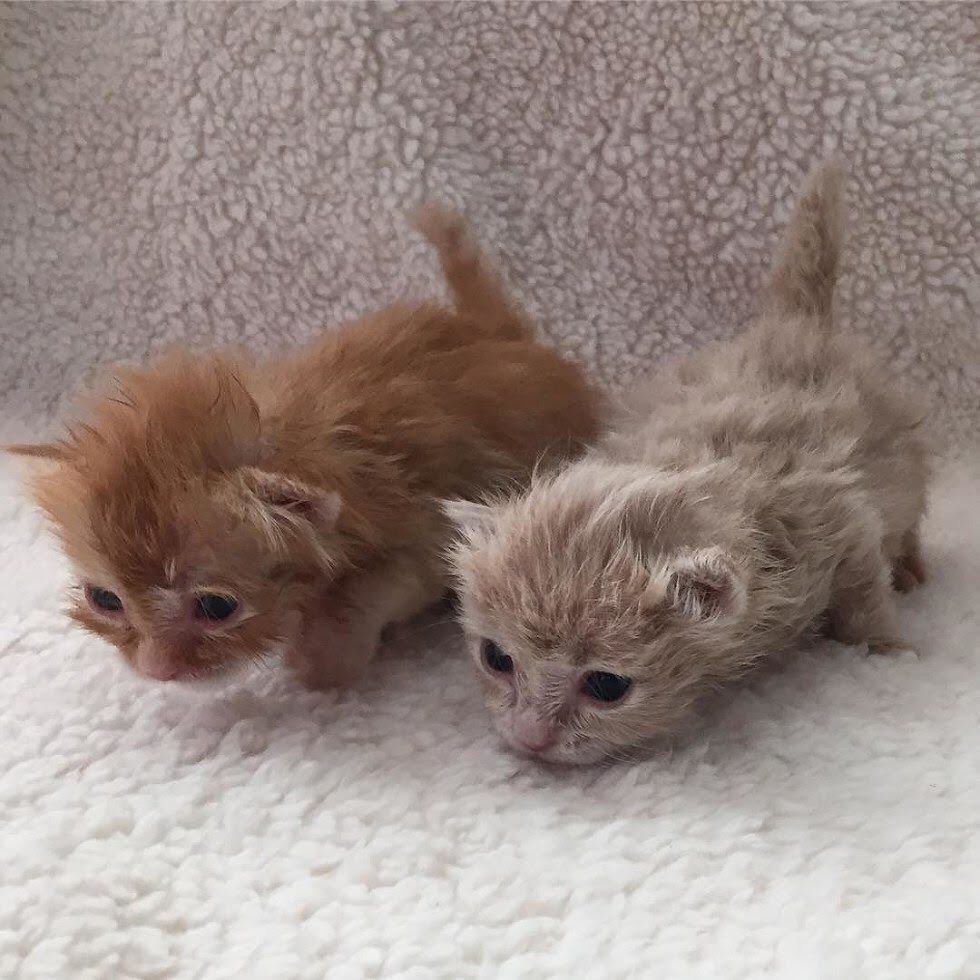 Новорождённые котята