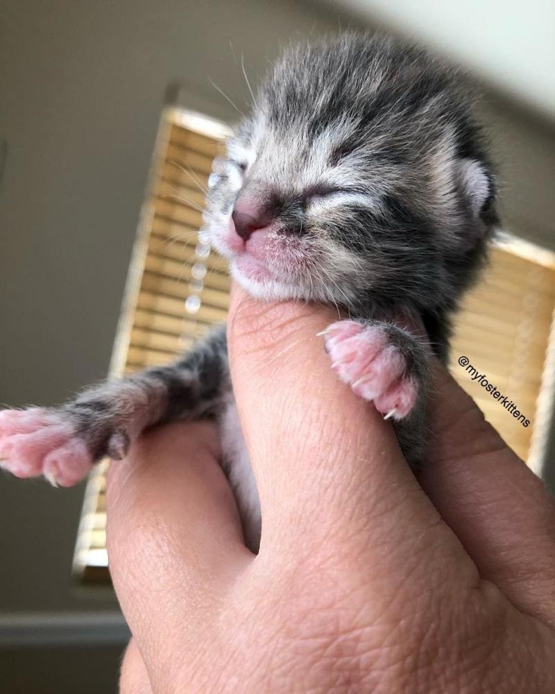 Очень маленькие котята