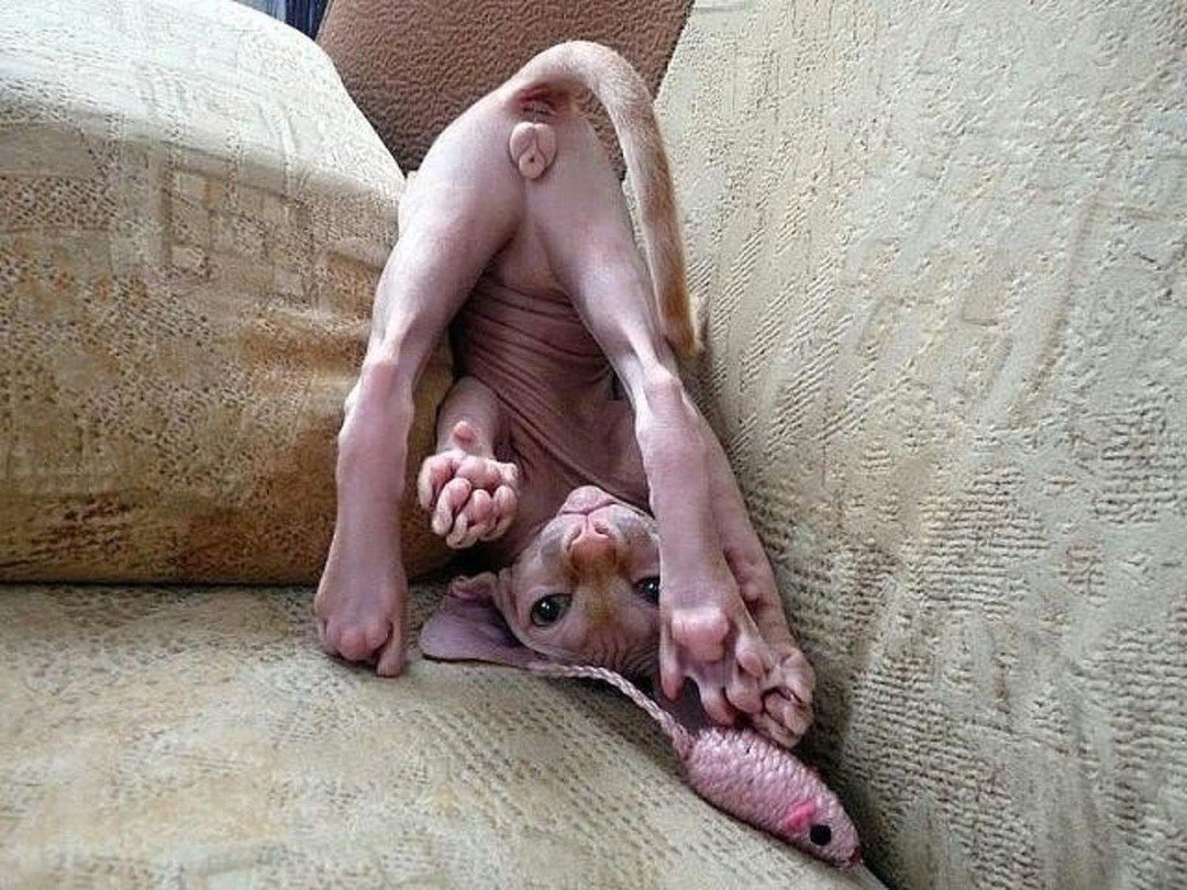 Донской сфинкс крапчатый