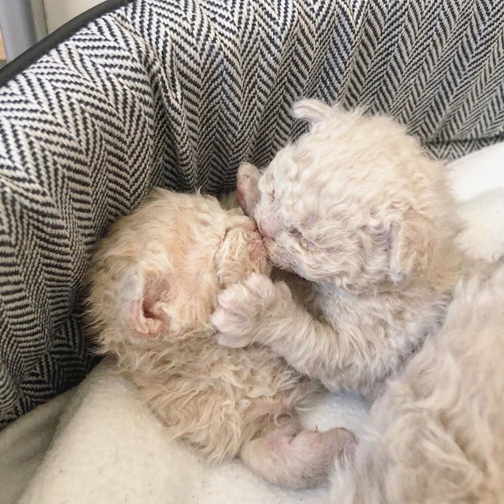 Селкирк-рекс - кошка-барашек