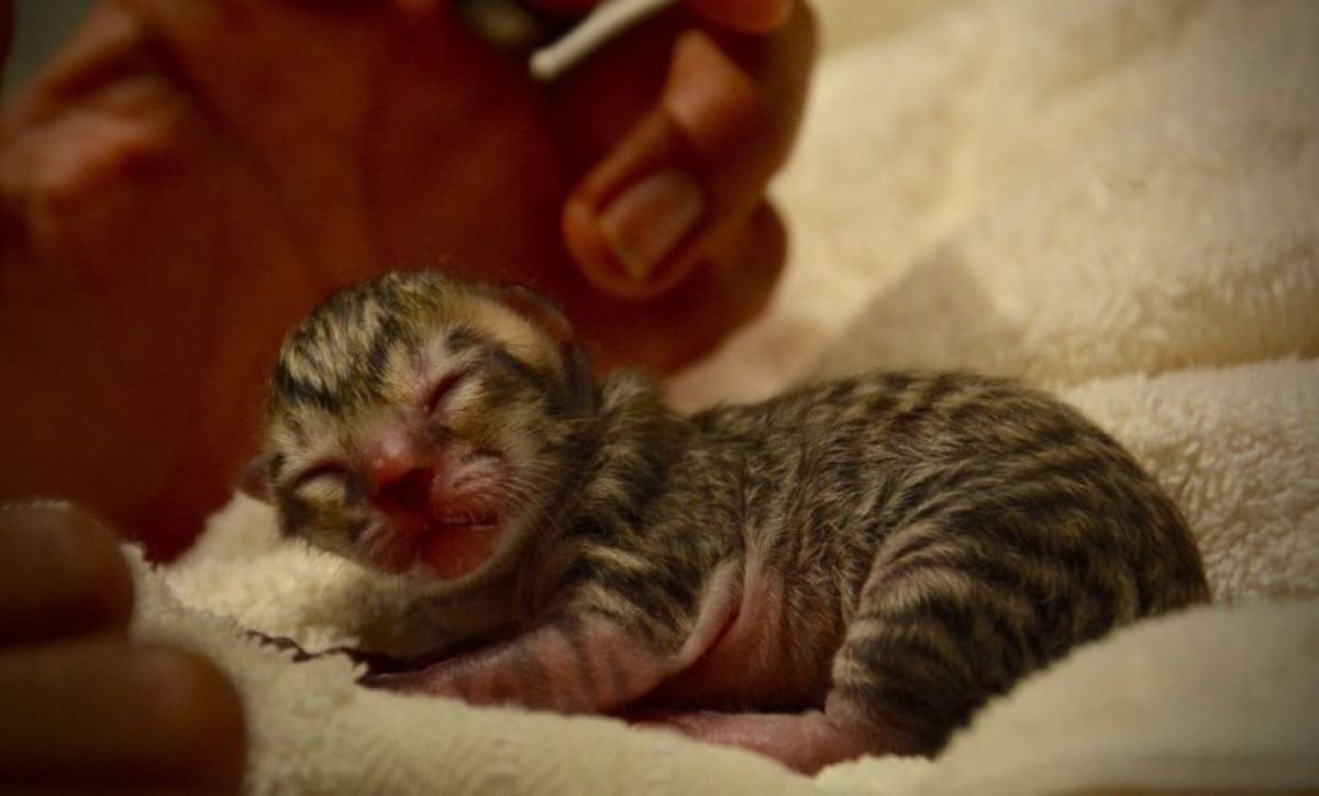 Кормление котят