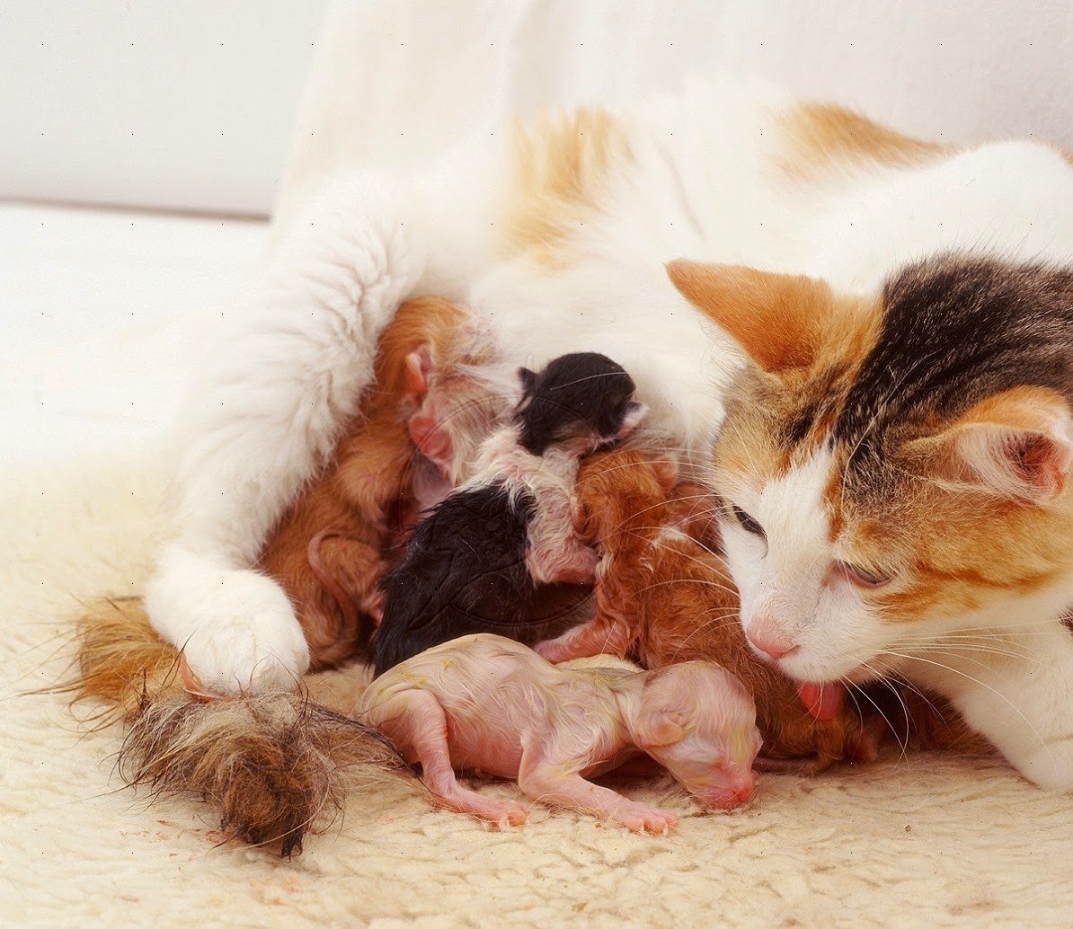 Котёнок новорождённый с открытыми глазами