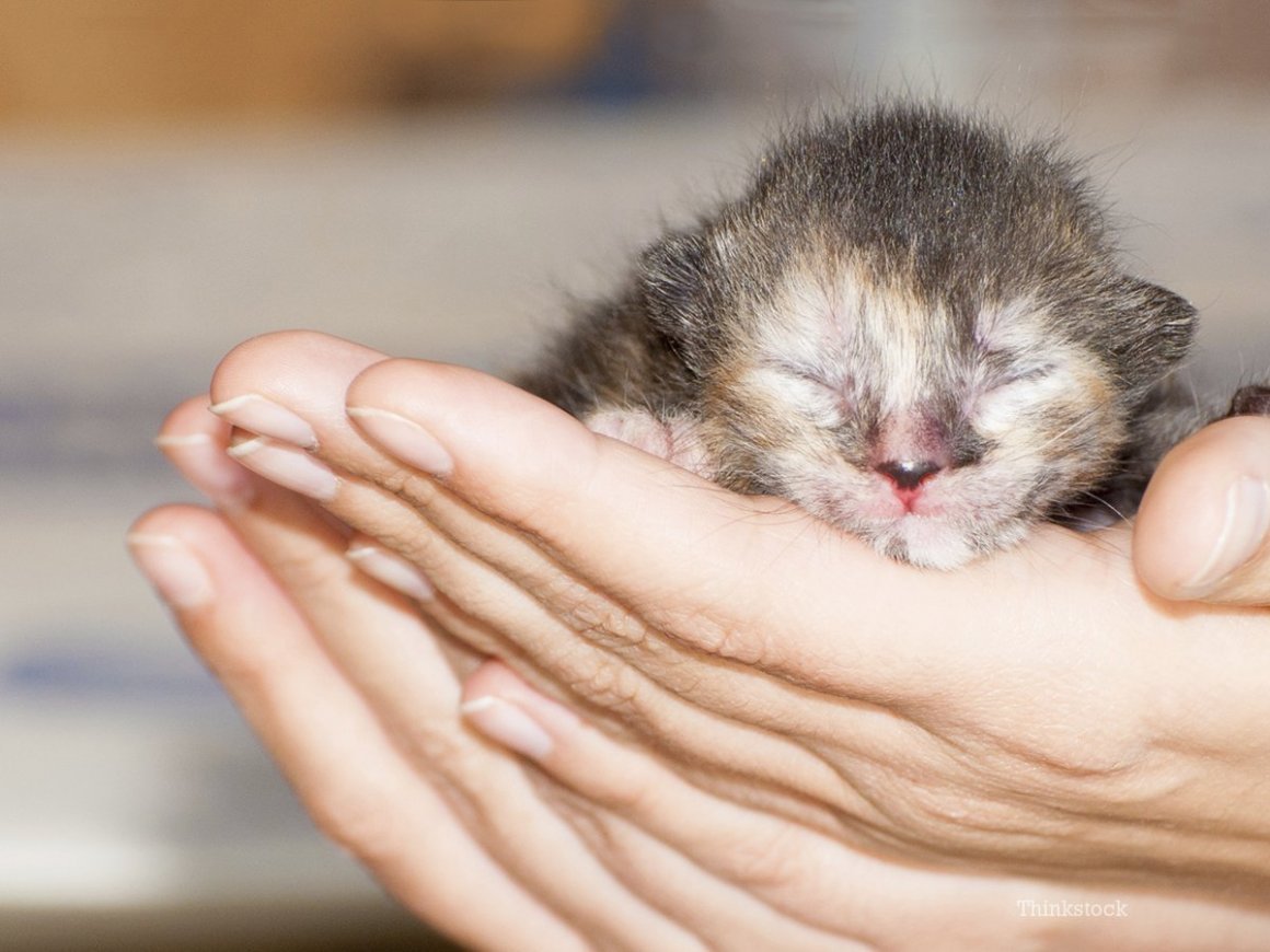 Новорожденный котенок