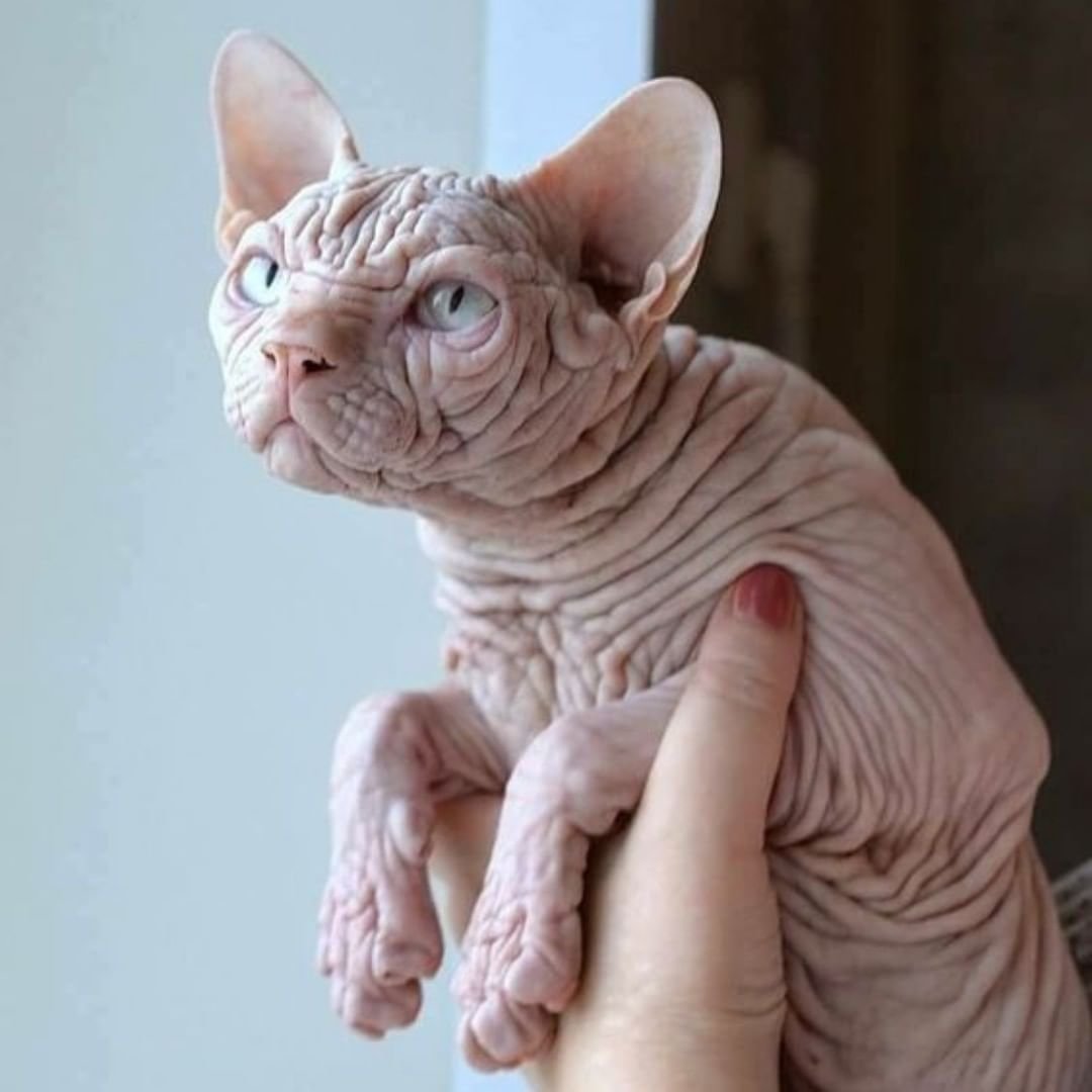 Кот сфинкс с татуировками