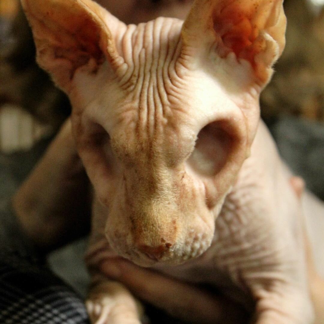 Безглазая кошка сфинкс