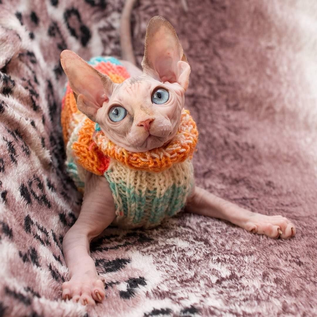 Сфинкс оброс шерстью