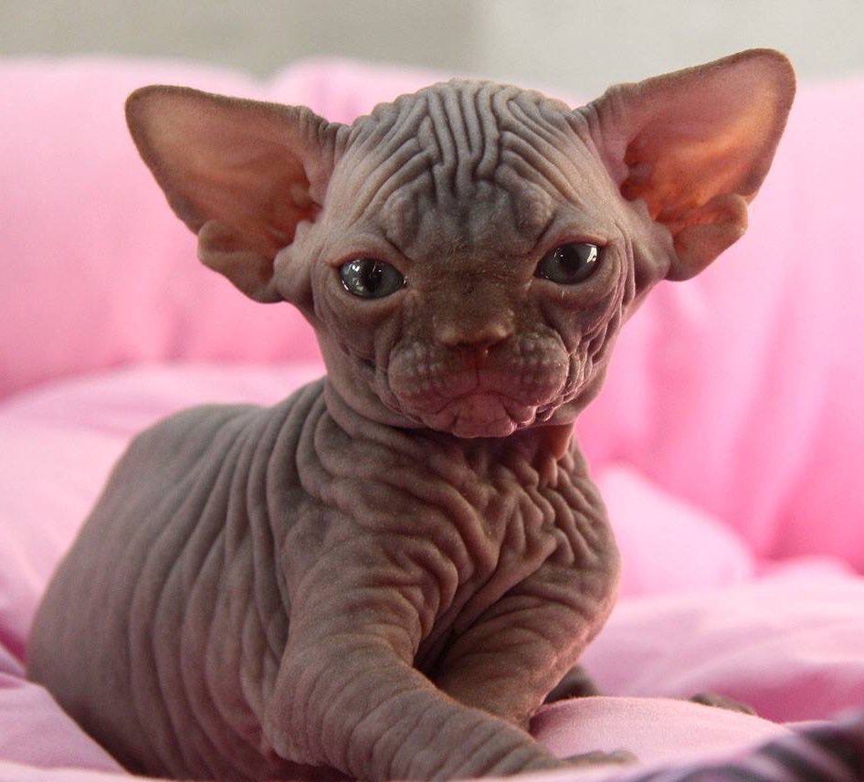 Кот Гоблин бычит