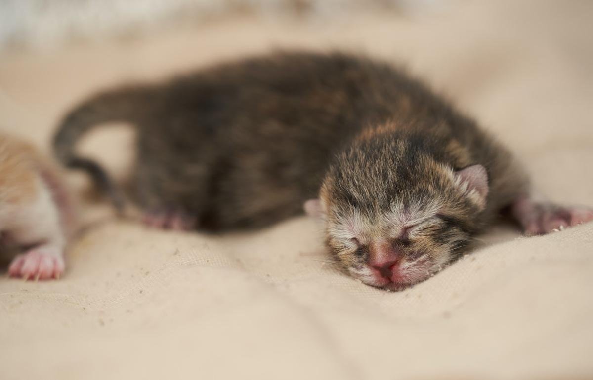 Новорождённые котята