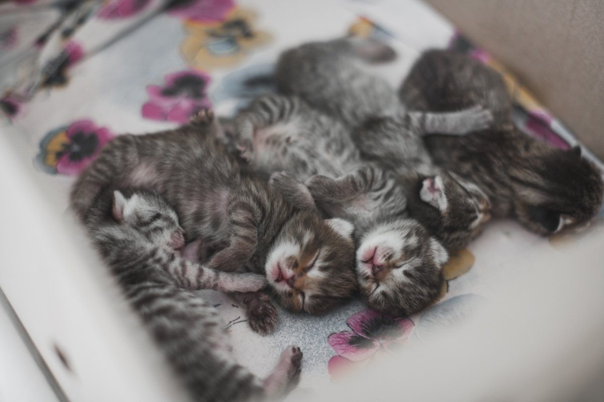 Новорожденные котята вислоухие