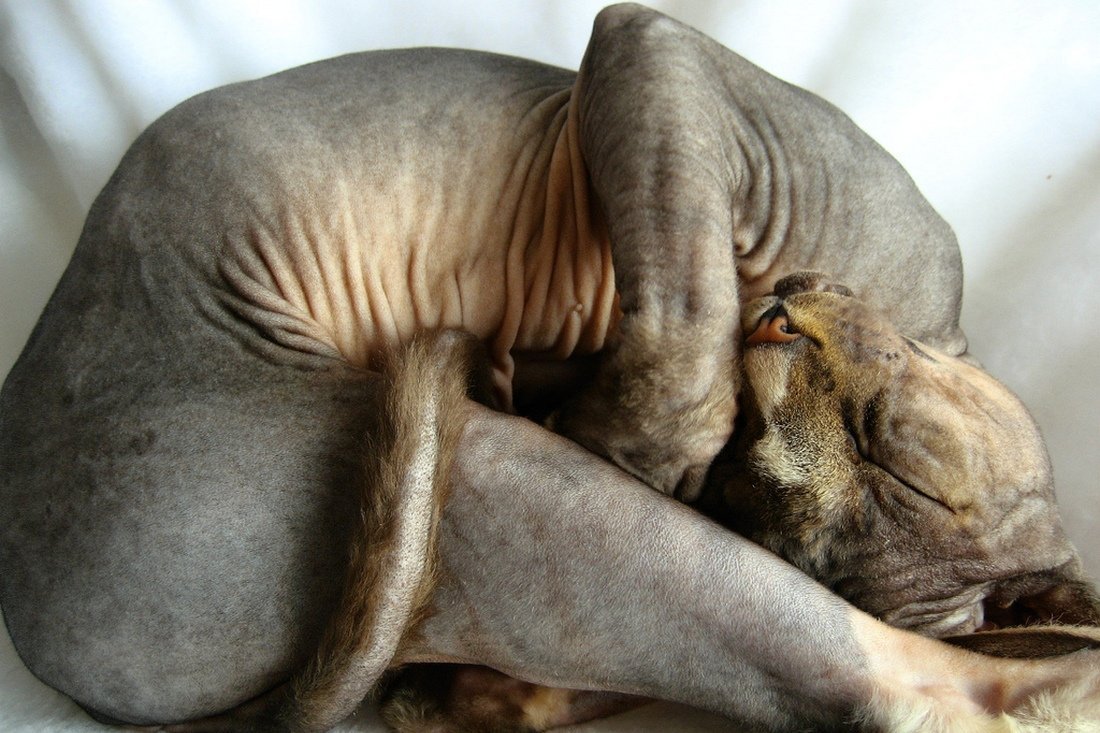 Сфинкс волосатик порода