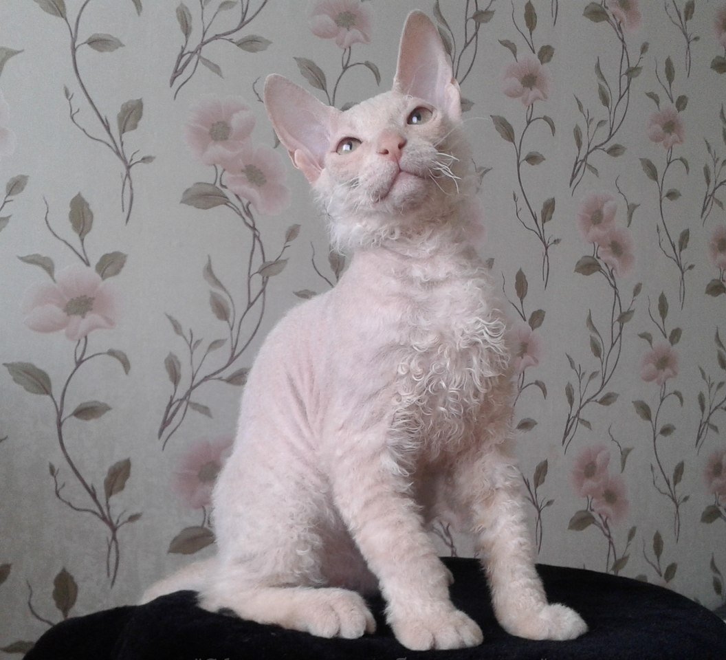 Сфинкс кошка браш