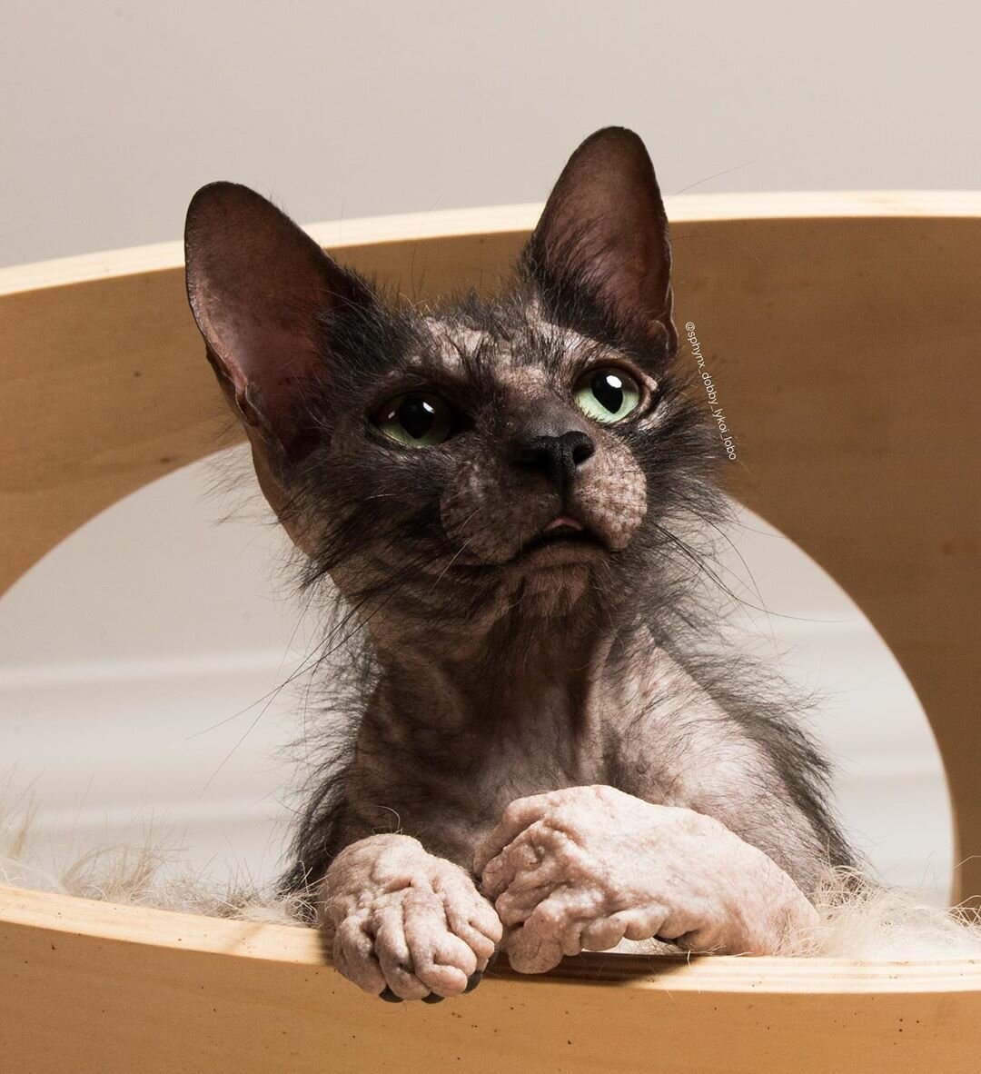 Канадский сфинкс Тоби