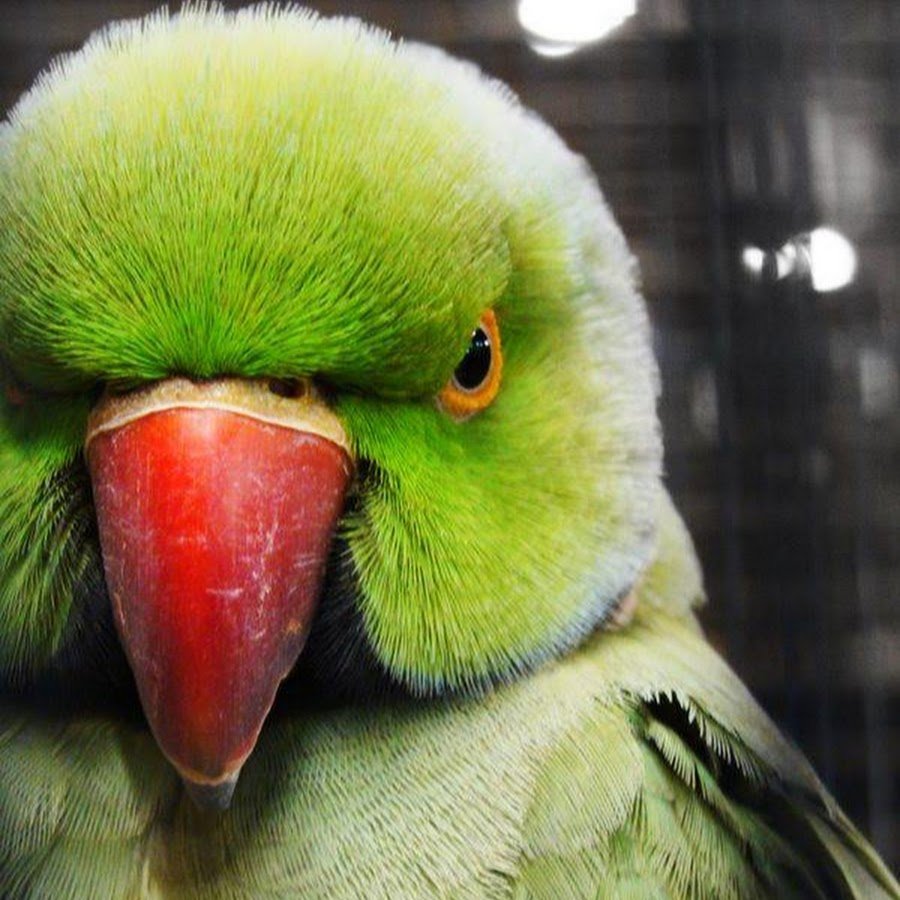 Зеленый Попугай С Красным Клювом