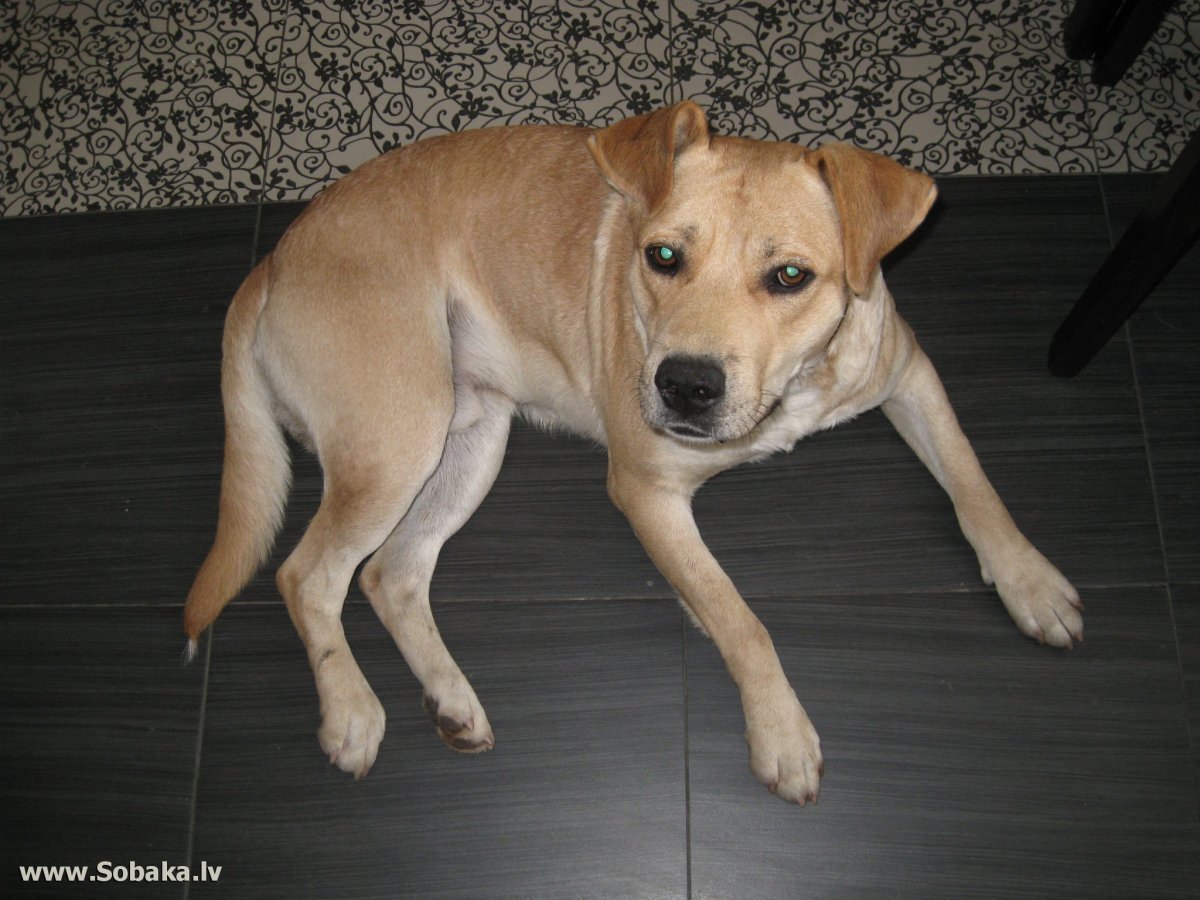 Метис дворняжки и питбуля