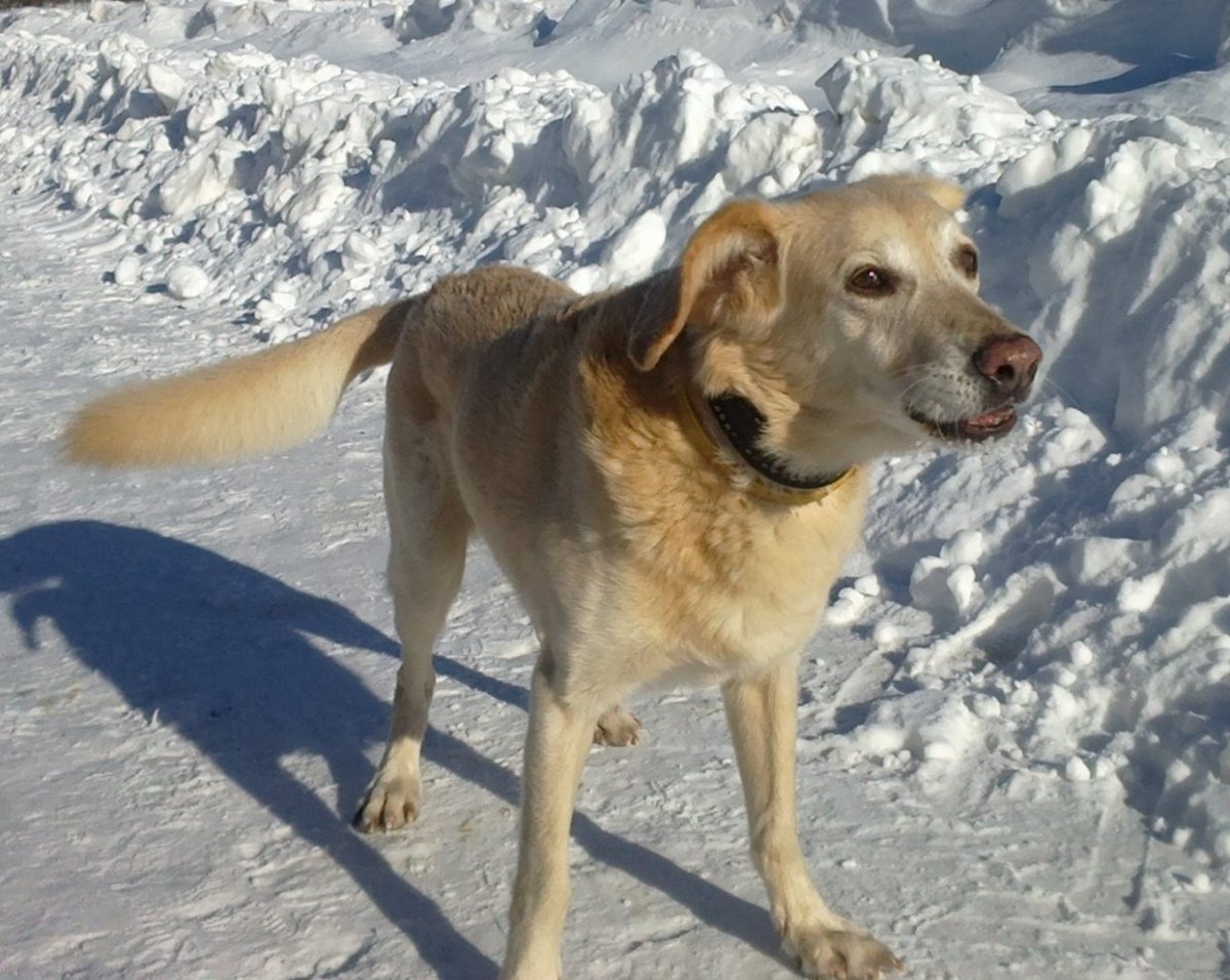 Метис лабрадора и дворняги