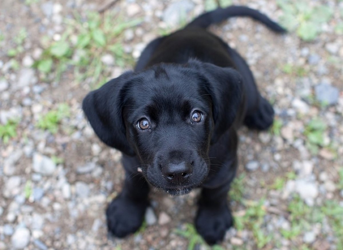 Лабрадор черный