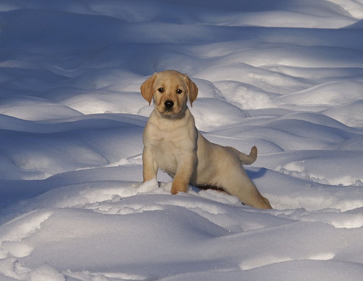 Финский лабрадор