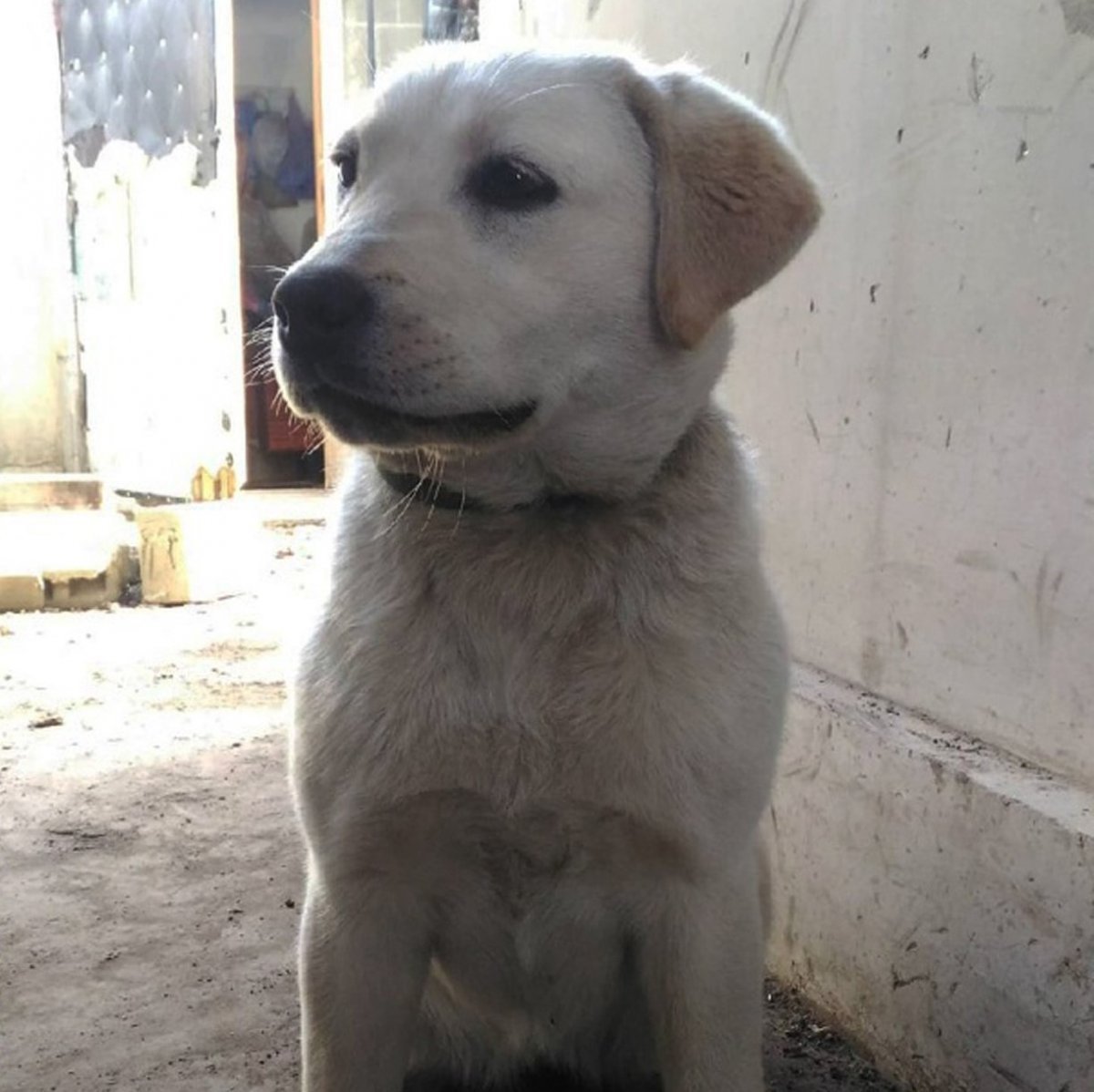 Потеряшки лабрадоры