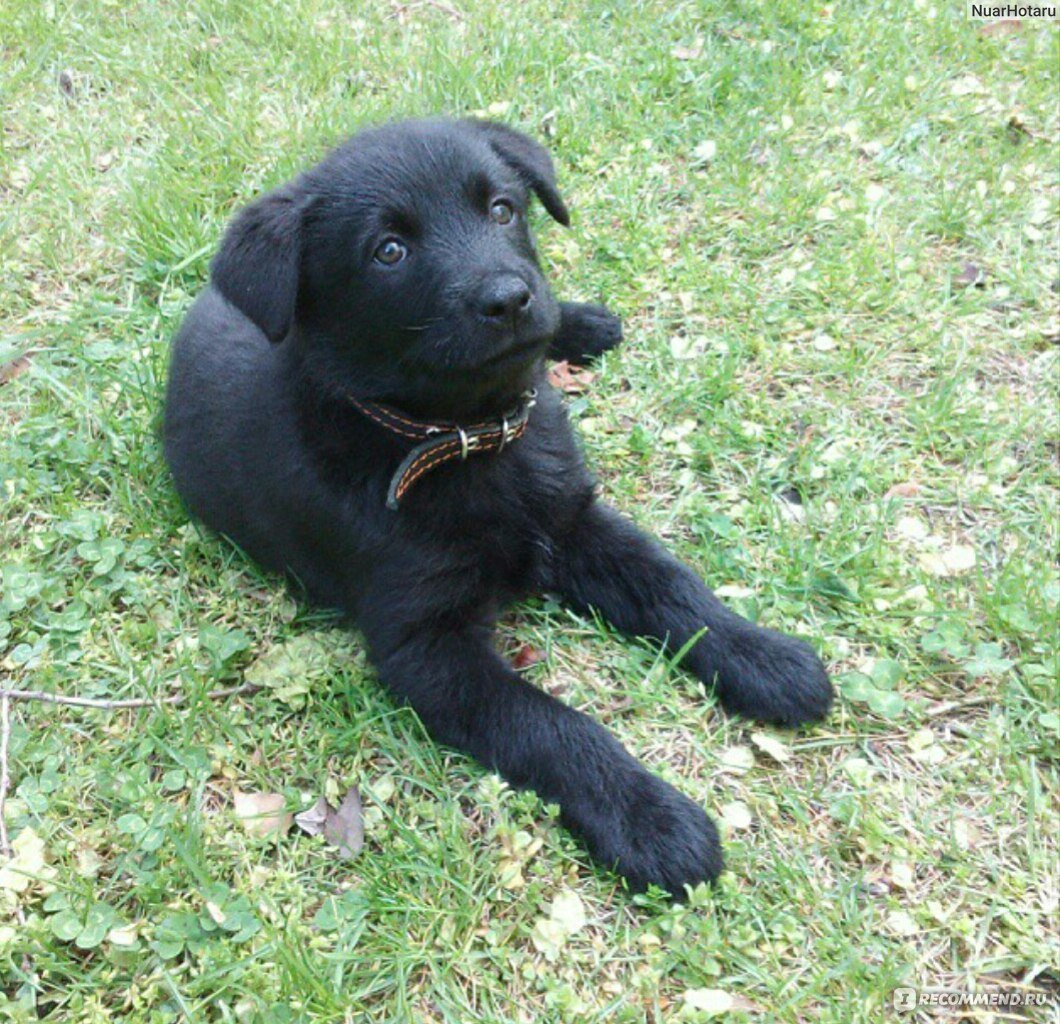 Черный лабрадор Арчи