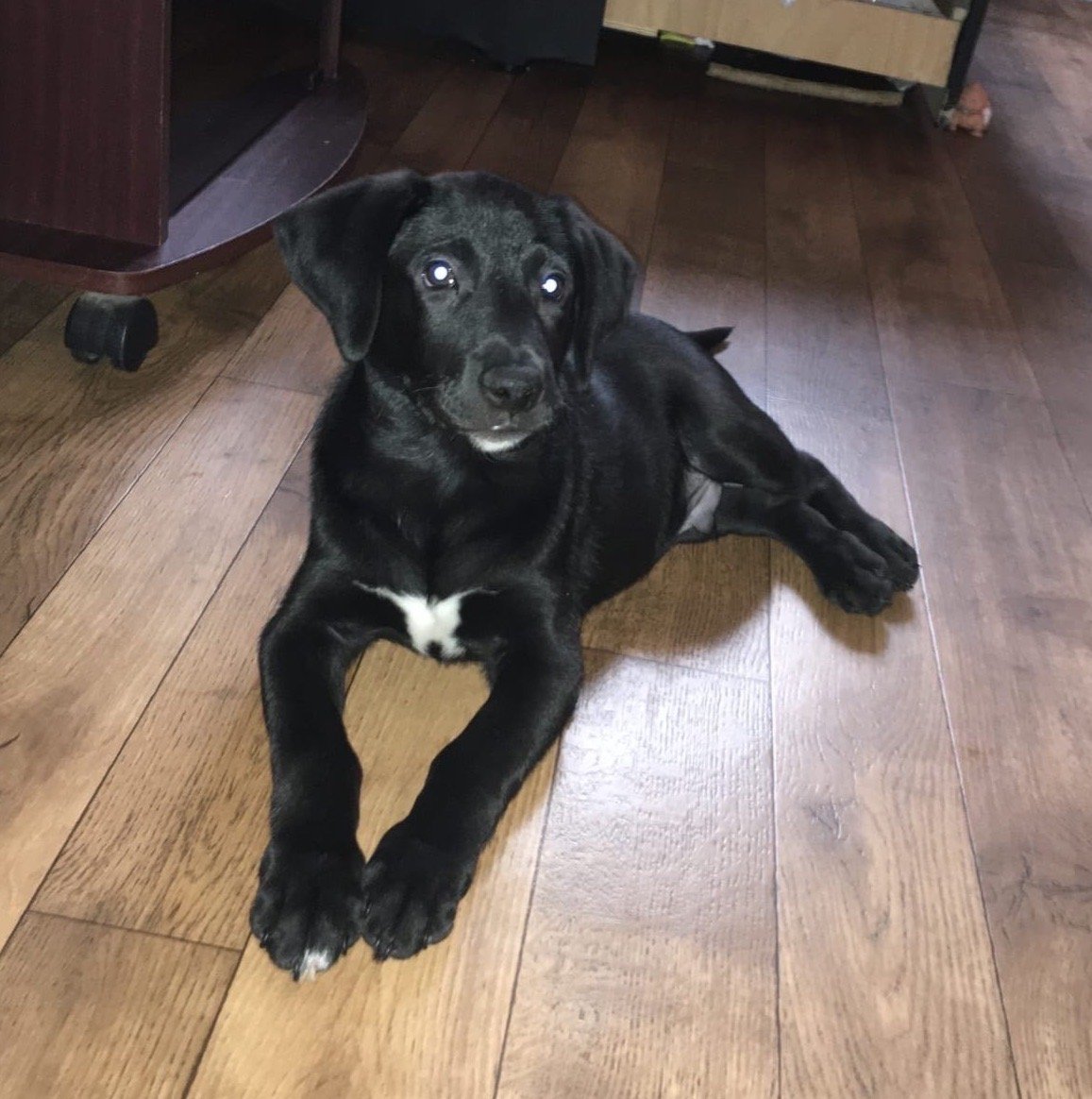 Метис лабрадора и дворняги черные