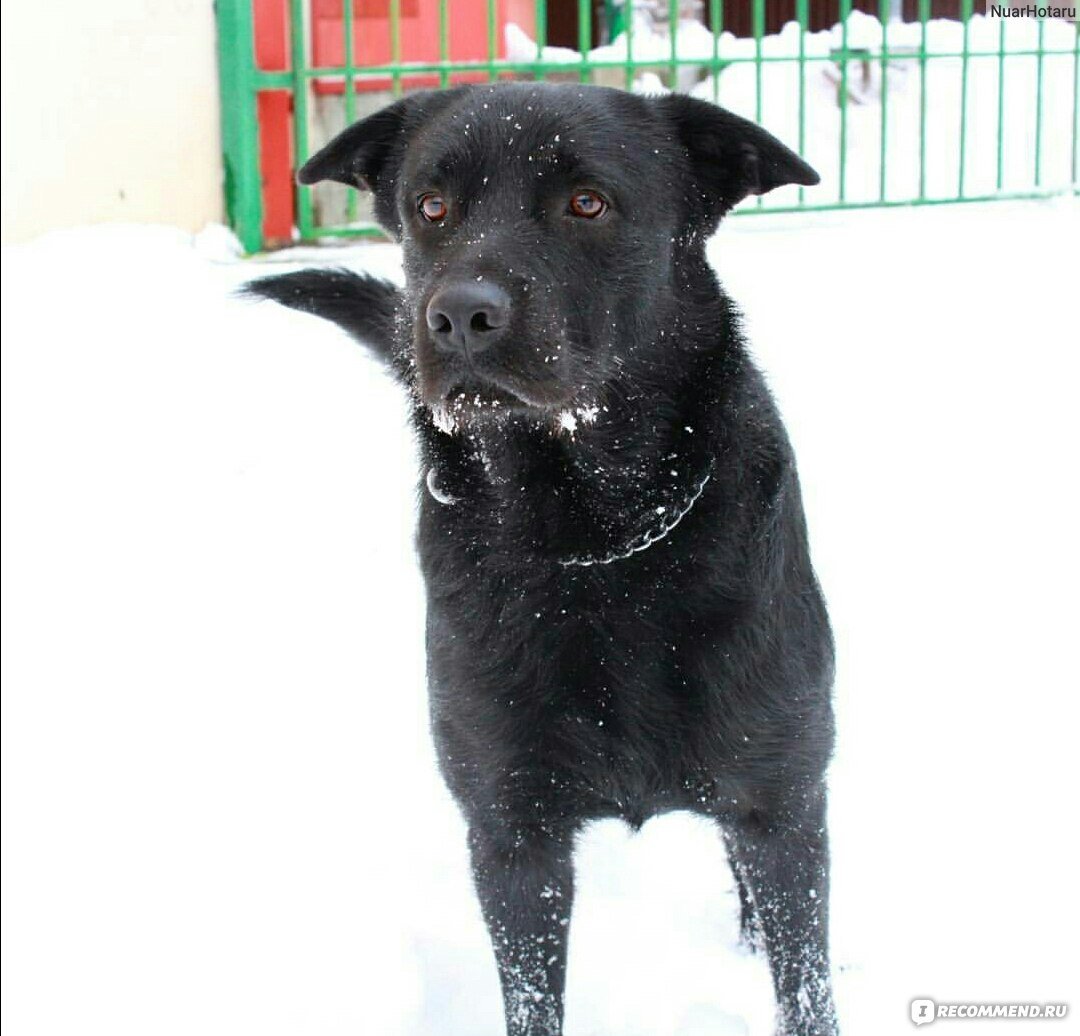 Смесь лабрадора и дворняги