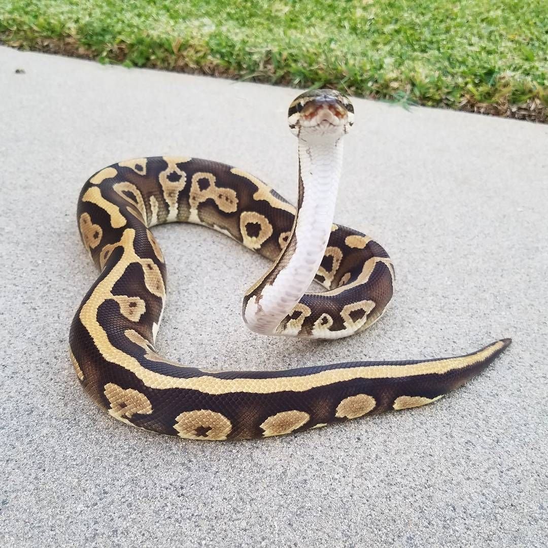 Декоративные змеи Королевские питоны