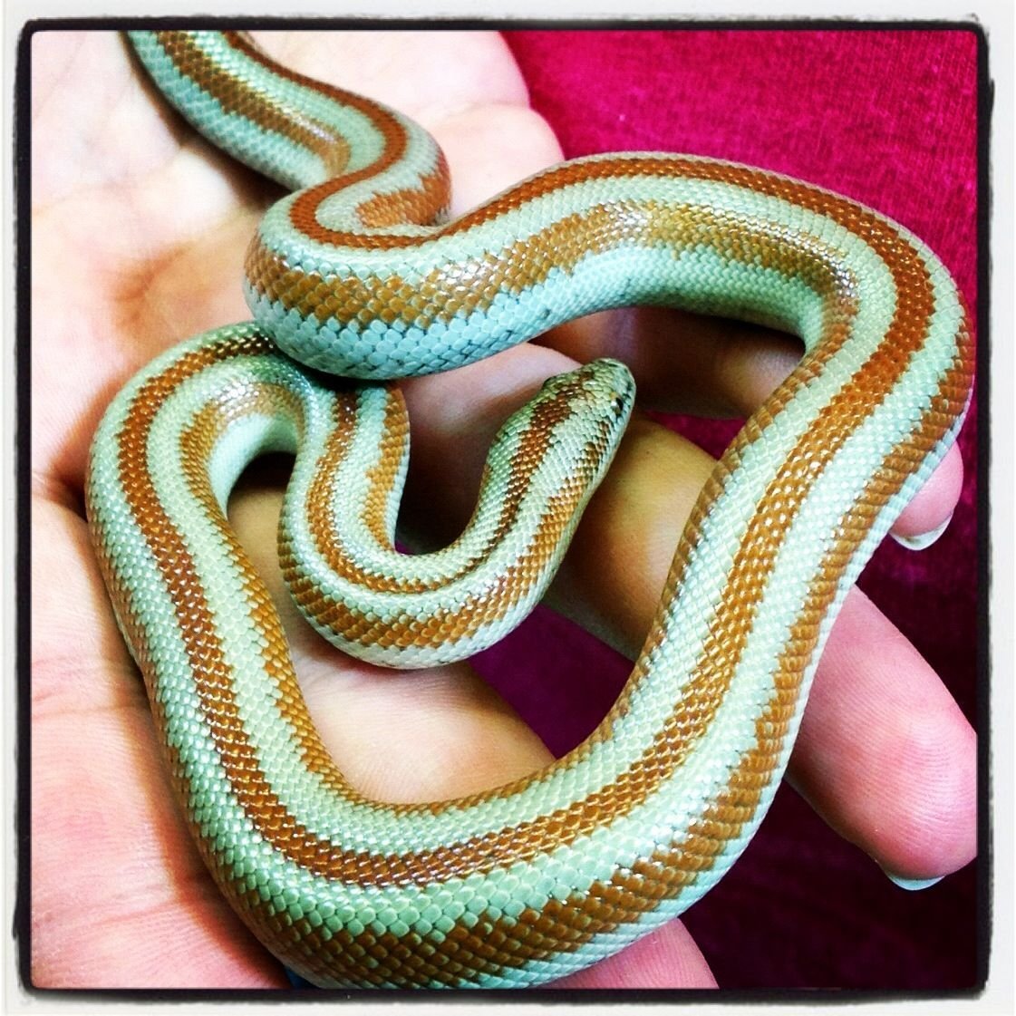 Декоративные змеи домашние