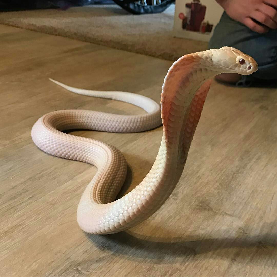 Декоративные змеи домашние