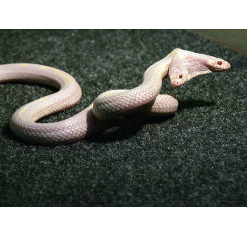 Королевская змея альбинос ядовитая?