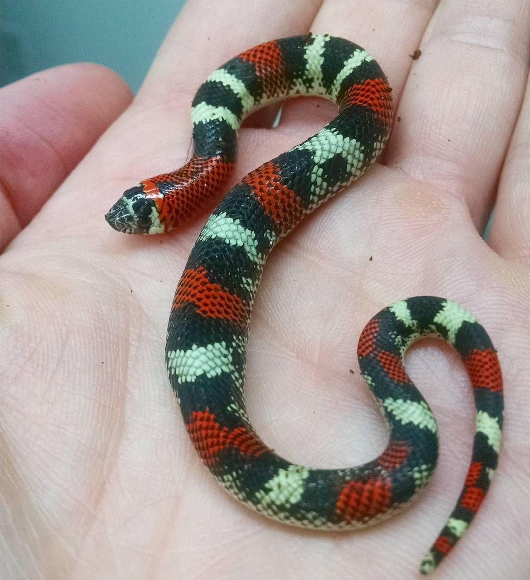 Королевская змея неядовитая